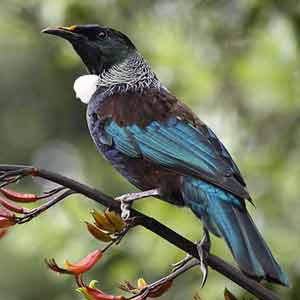 Click to enlarge Tui